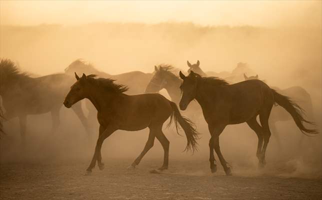 Wild horses in the foothills of Mount Erciyes​​​​​​​