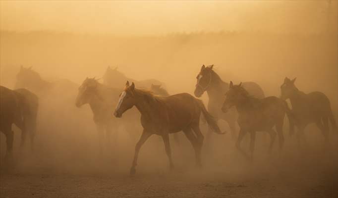 Wild horses in the foothills of Mount Erciyes​​​​​​​