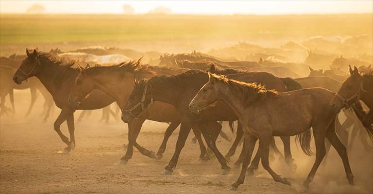 Wild horses in the foothills of Mount Erciyes​​​​​​​