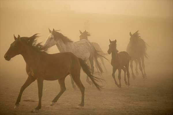 Wild horses in the foothills of Mount Erciyes​​​​​​​