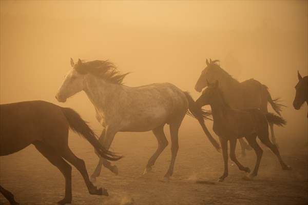 Wild horses in the foothills of Mount Erciyes​​​​​​​