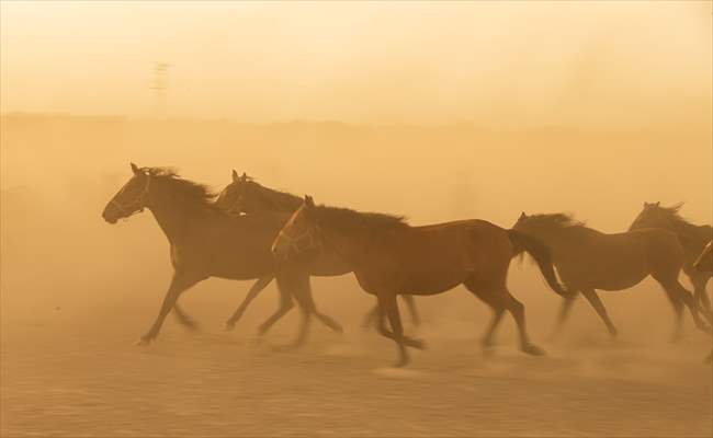 Wild horses in the foothills of Mount Erciyes​​​​​​​