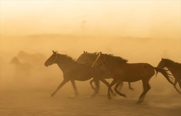 Wild horses in the foothills of Mount Erciyes​​​​​​​