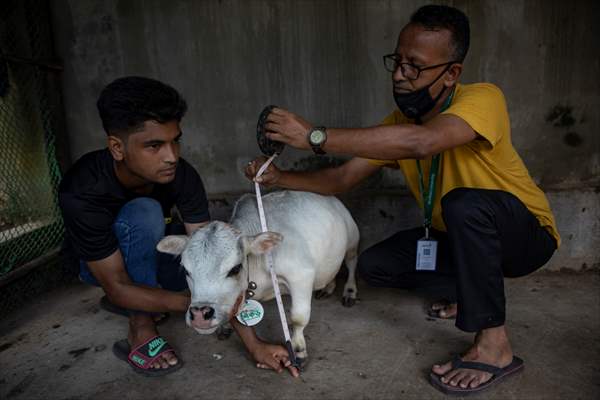 Dwarf Cow in Bangladesh