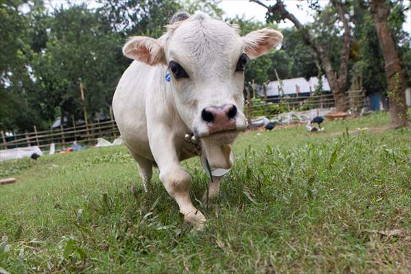 Dwarf Cow in Bangladesh