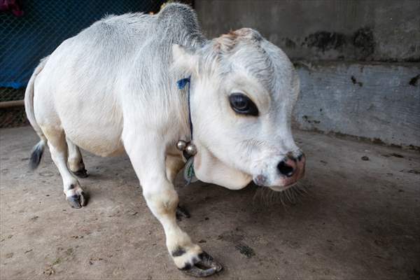 Dwarf Cow in Bangladesh