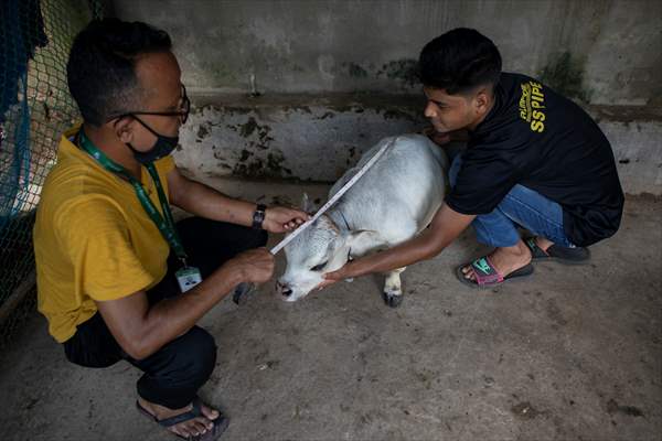 Dwarf Cow in Bangladesh