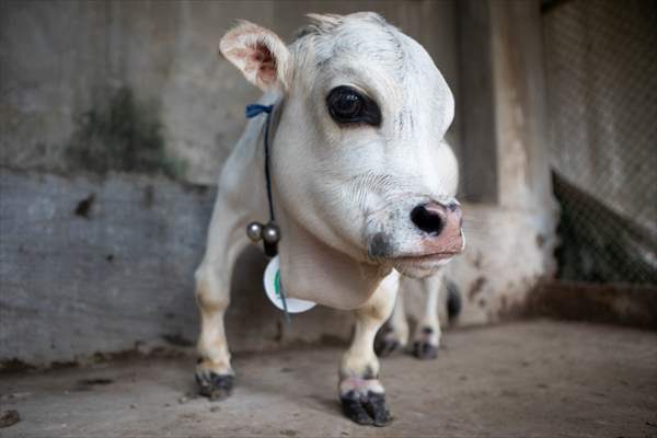 Dwarf Cow in Bangladesh