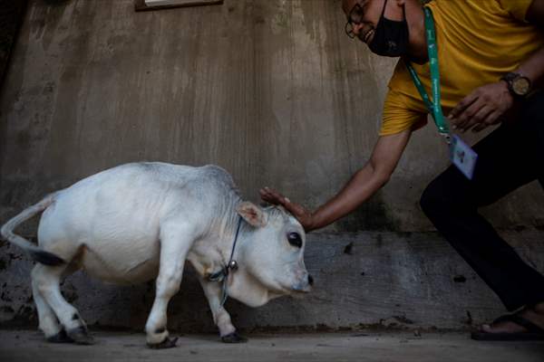 Dwarf Cow in Bangladesh