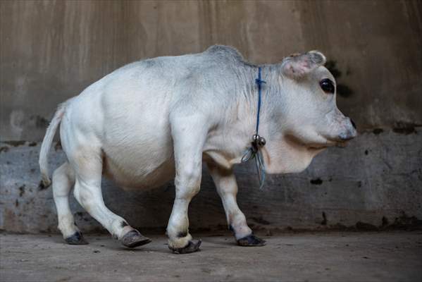 Dwarf Cow in Bangladesh