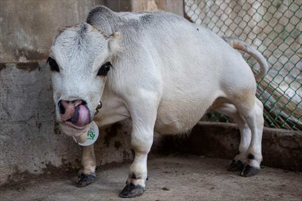 Dwarf Cow in Bangladesh