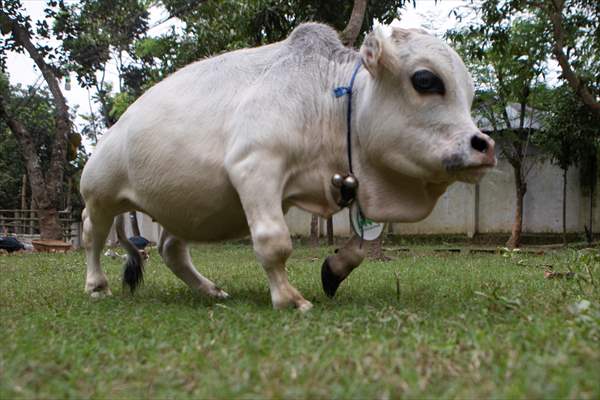 Dwarf Cow in Bangladesh