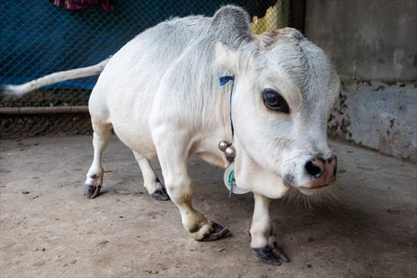 Dwarf Cow in Bangladesh