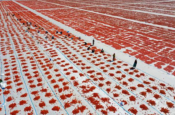 Sun-dried tomatoes in Turkey's Izmir