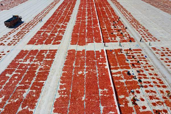 Sun-dried tomatoes in Turkey's Izmir