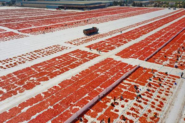 Sun-dried tomatoes in Turkey's Izmir