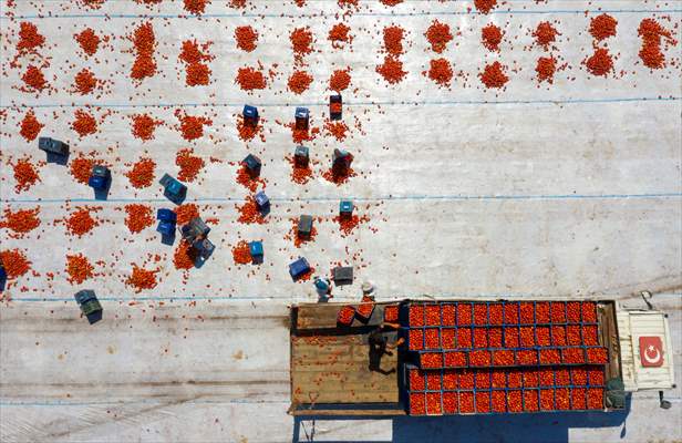 Sun-dried tomatoes in Turkey's Izmir