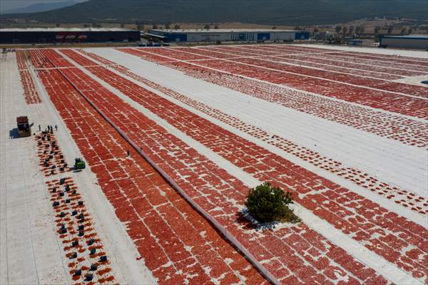 Sun-dried tomatoes in Turkey's Izmir