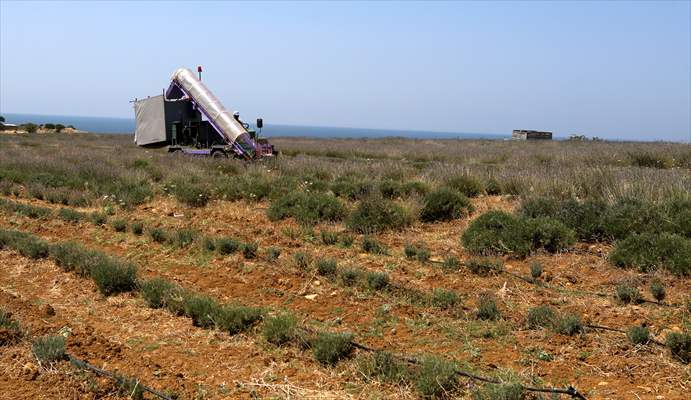 Lavanta hasadı için işçi bulmakta zorlanan hekim, hasat makinesi geliştirdi