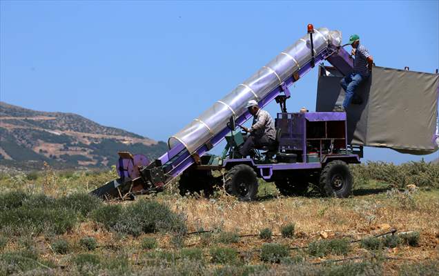 Lavanta hasadı için işçi bulmakta zorlanan hekim, hasat makinesi geliştirdi