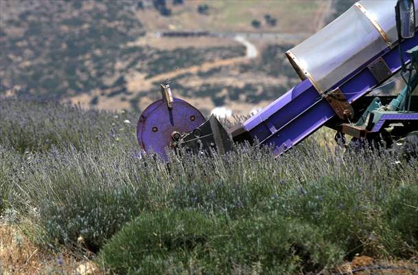 Lavanta hasadı için işçi bulmakta zorlanan hekim, hasat makinesi geliştirdi