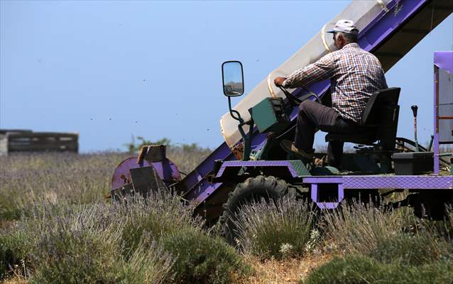 Lavanta hasadı için işçi bulmakta zorlanan hekim, hasat makinesi geliştirdi