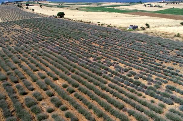 Lavanta hasadı için işçi bulmakta zorlanan hekim, hasat makinesi geliştirdi