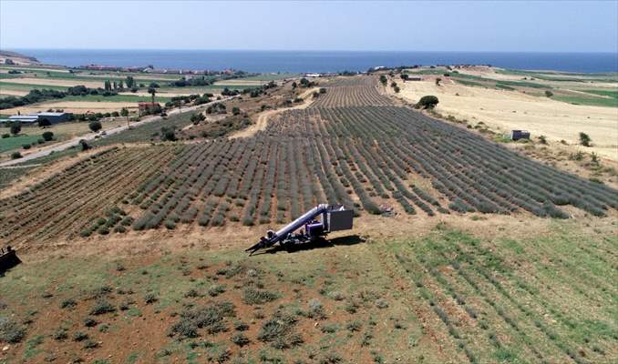 Lavanta hasadı için işçi bulmakta zorlanan hekim, hasat makinesi geliştirdi