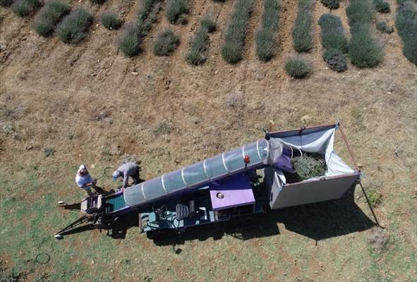 Lavanta hasadı için işçi bulmakta zorlanan hekim, hasat makinesi geliştirdi
