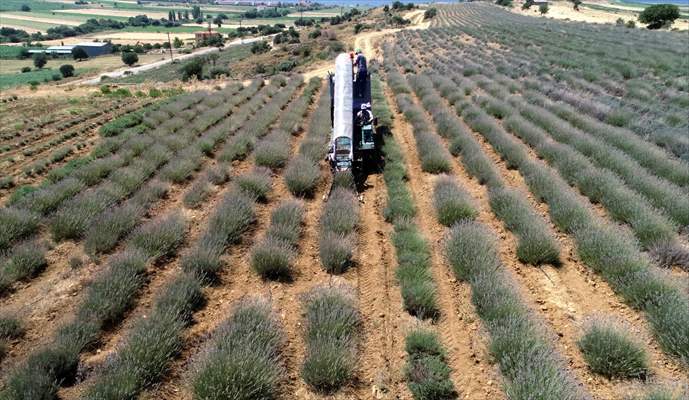 Lavanta hasadı için işçi bulmakta zorlanan hekim, hasat makinesi geliştirdi