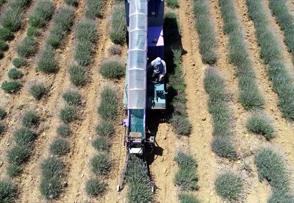 Lavanta hasadı için işçi bulmakta zorlanan hekim, hasat makinesi geliştirdi
