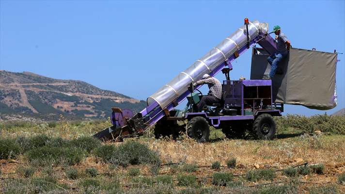 Lavanta hasadı için işçi bulmakta zorlanan hekim, hasat makinesi geliştirdi