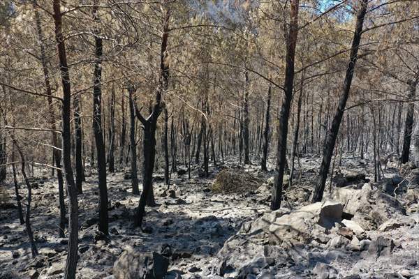 Aftermath of forest fires in Turkey's Mugla