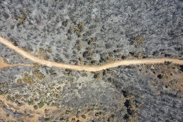 Aftermath of forest fires in Turkey's Mugla