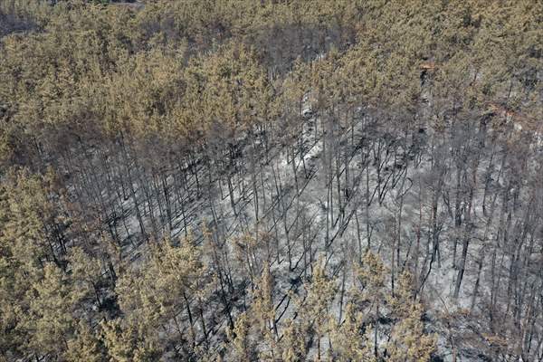 Aftermath of forest fires in Turkey's Mugla