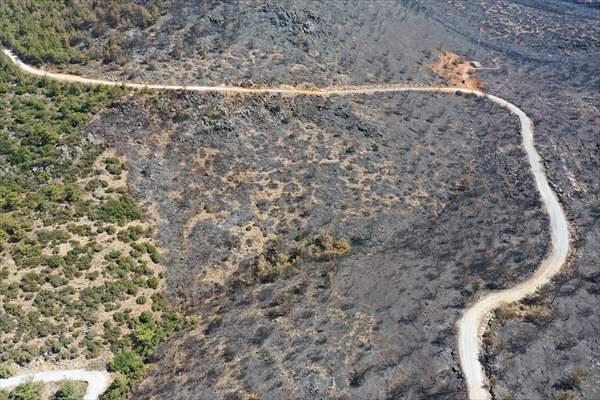 Aftermath of forest fires in Turkey's Mugla