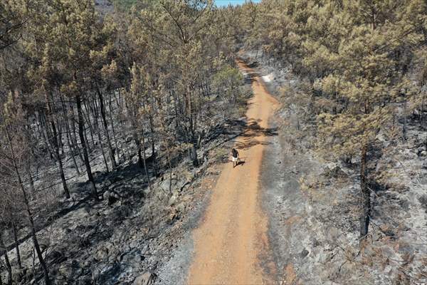 Aftermath of forest fires in Turkey's Mugla