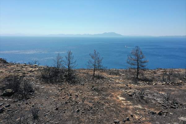 Aftermath of forest fires in Turkey's Mugla