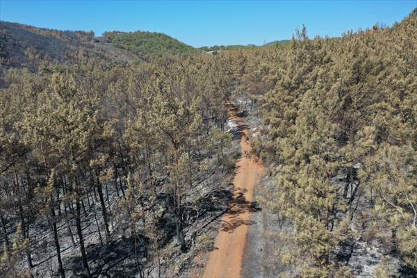 Aftermath of forest fires in Turkey's Mugla