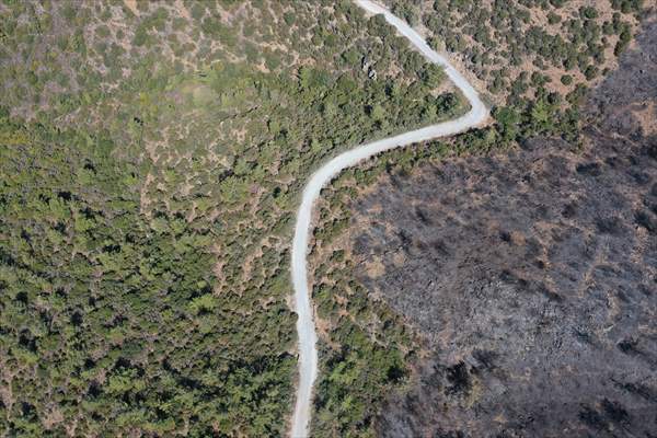 Aftermath of forest fires in Turkey's Mugla