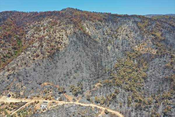 Aftermath of forest fires in Turkey's Mugla