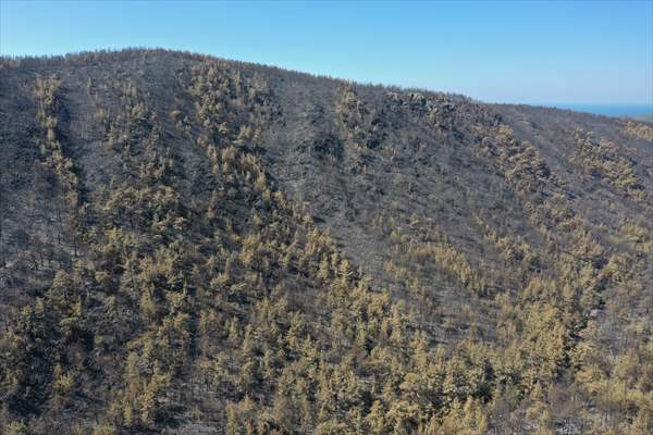 Aftermath of forest fires in Turkey's Mugla