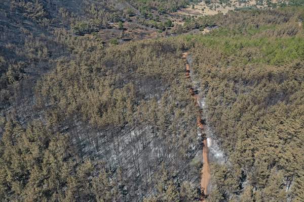 Aftermath of forest fires in Turkey's Mugla