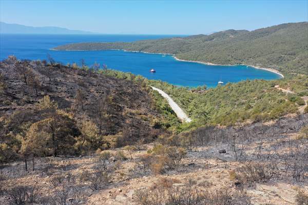 Aftermath of forest fires in Turkey's Mugla