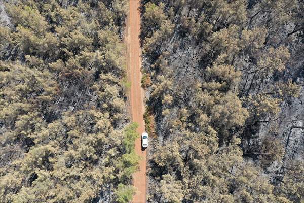 Aftermath of forest fires in Turkey's Mugla