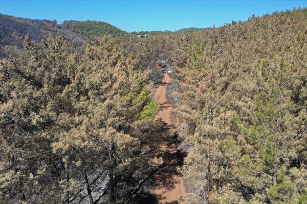 Aftermath of forest fires in Turkey's Mugla