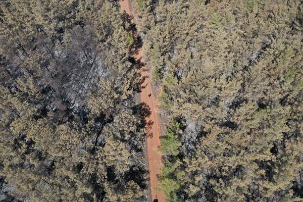 Aftermath of forest fires in Turkey's Mugla