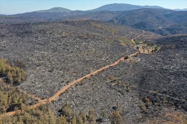 Aftermath of forest fires in Turkey's Mugla