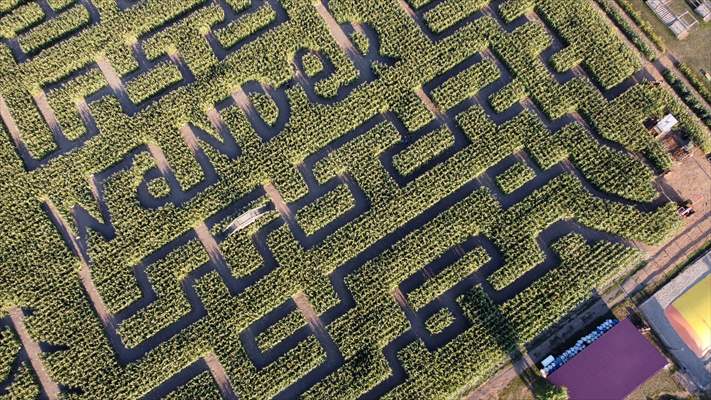 Chilliwack Corn Maze