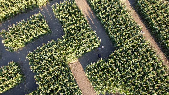 Chilliwack Corn Maze